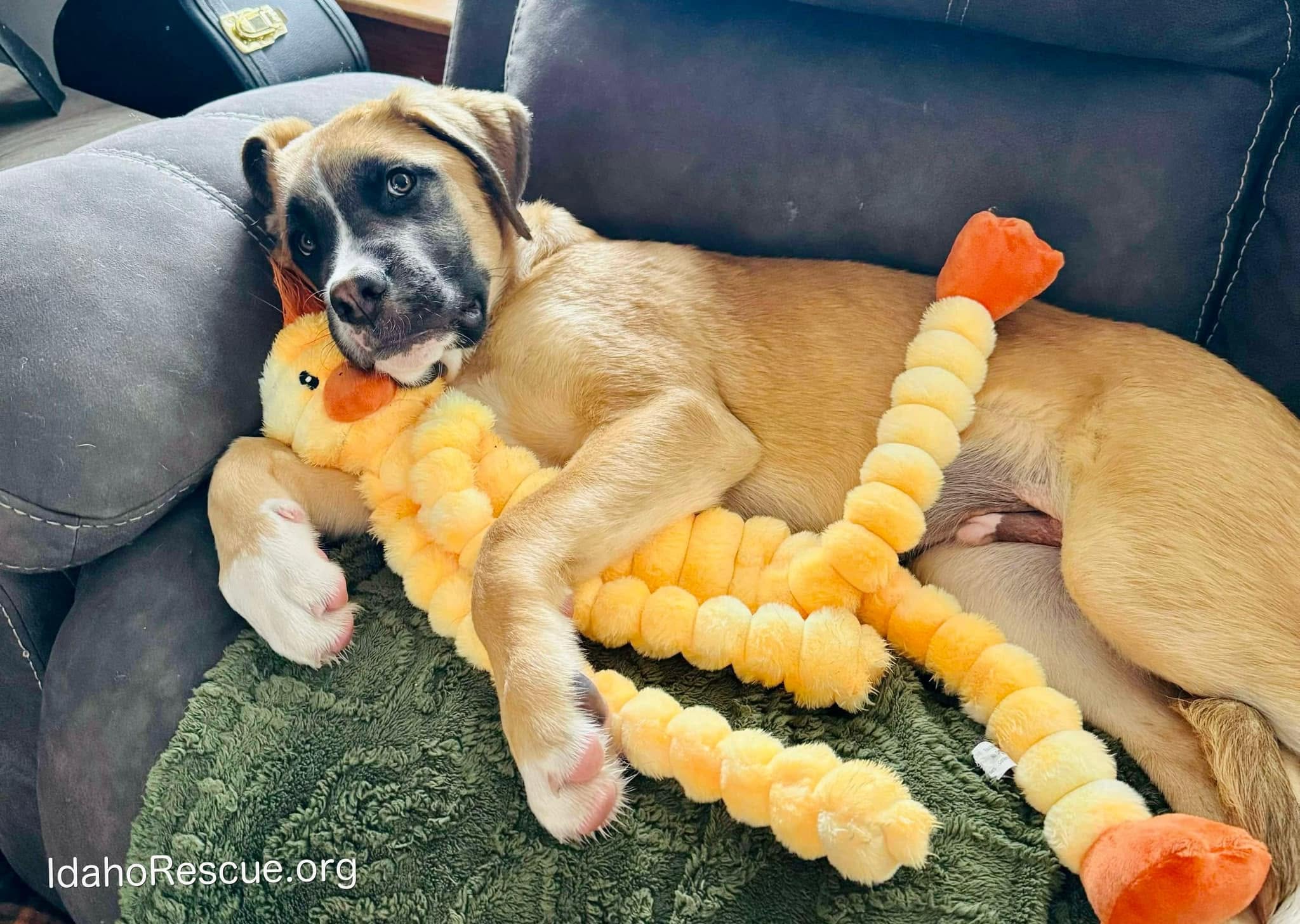 Foster dog resting at home