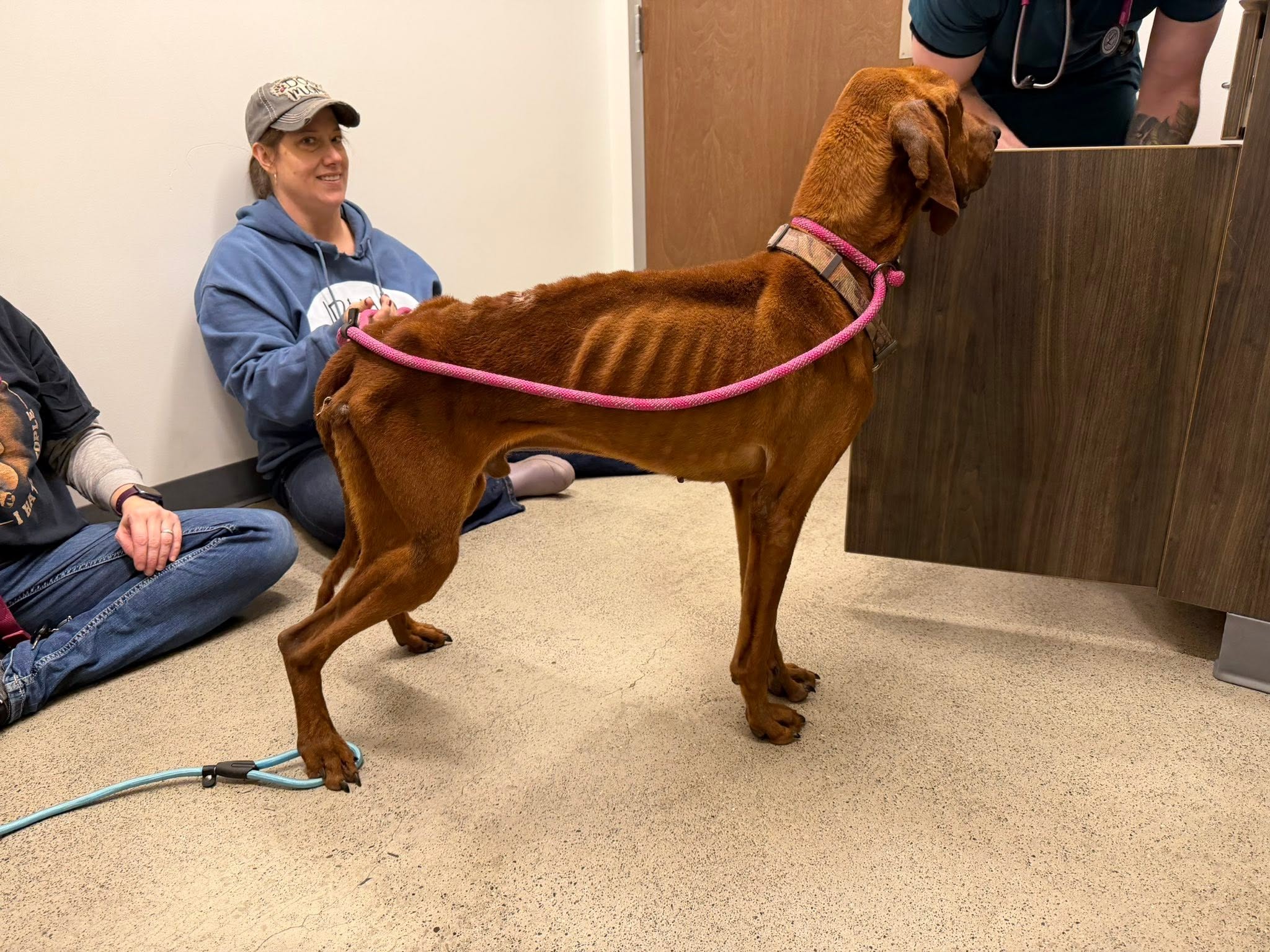 Volunteer helping a rescued dog