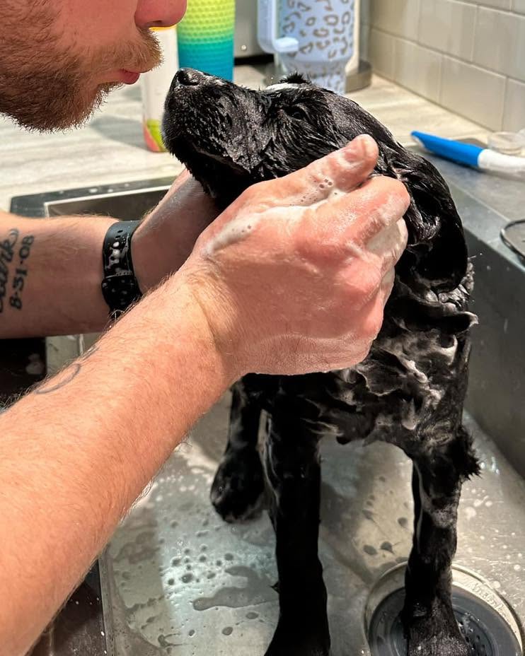 Puppy receiving a bath and foster care