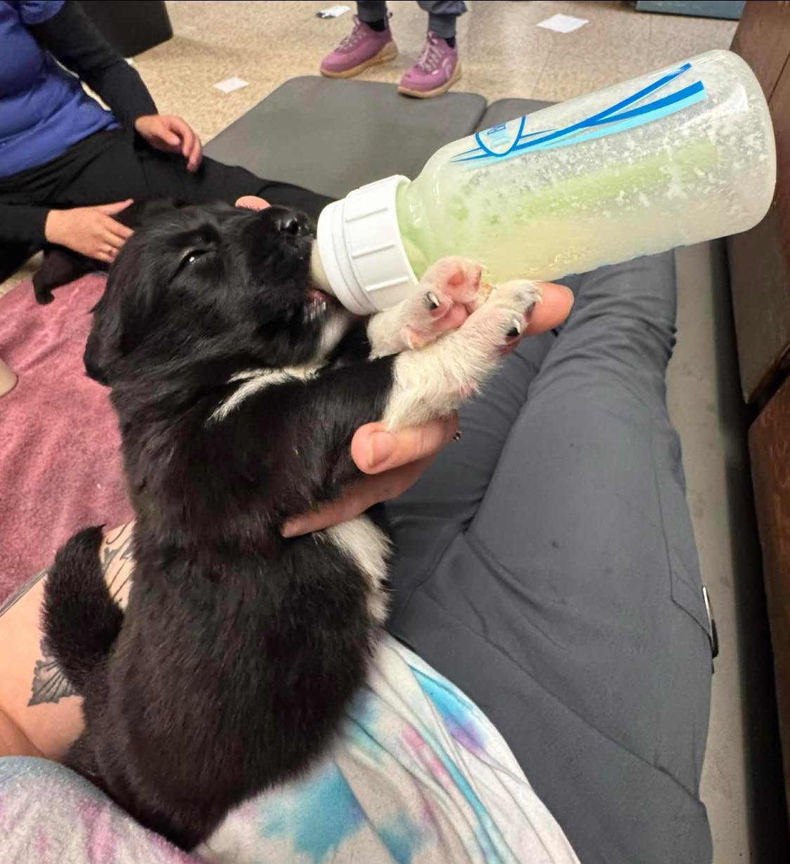 Volunteer bottle feeding a puppy