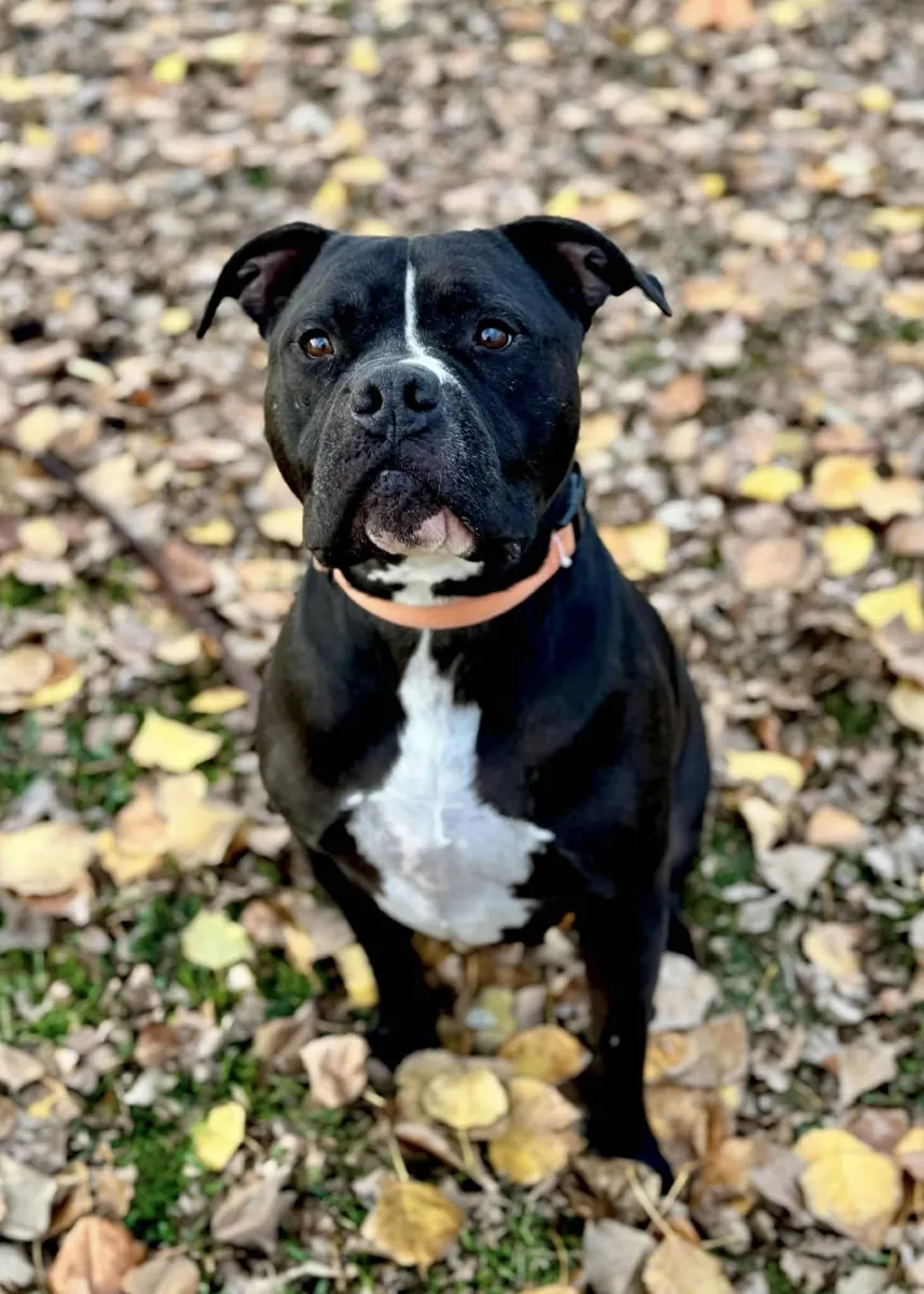Rescue animal photo illustrating a sample dog profile layout