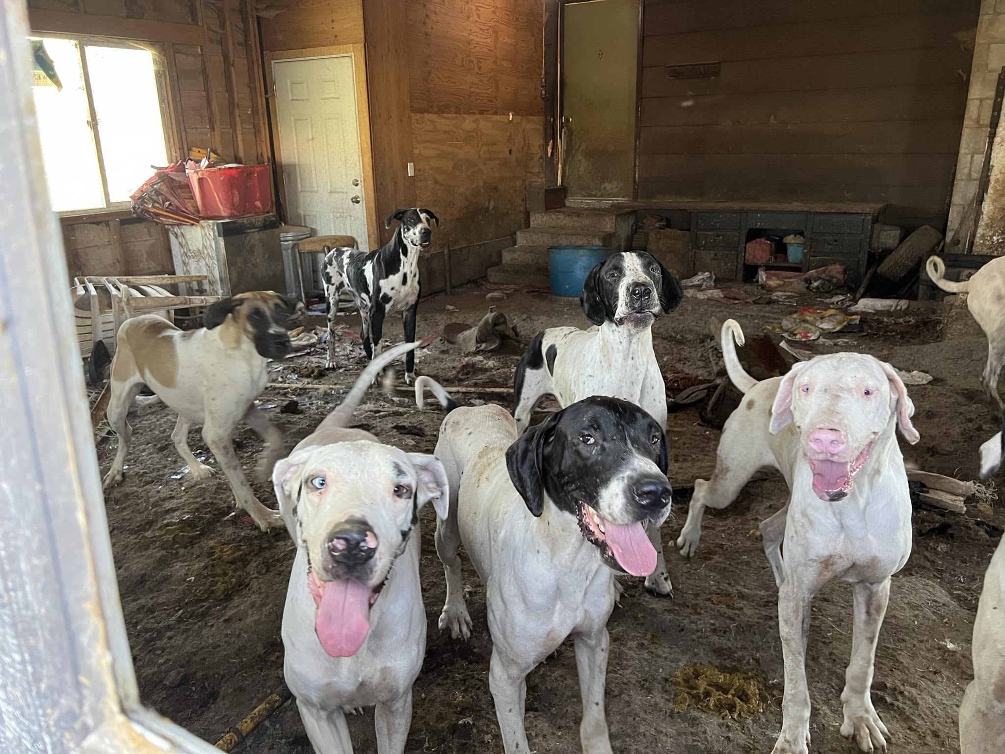 Several dogs inside a crowded, unsanitary building during an Idaho animal welfare case
