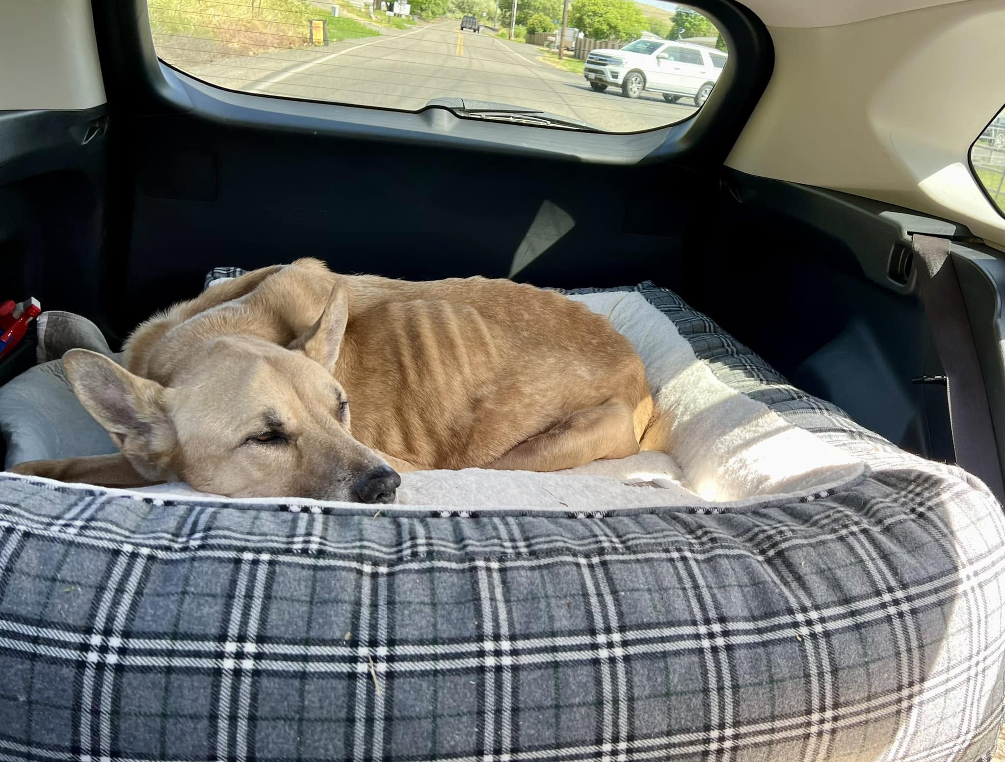 A rescued dog resting on blankets during transport
