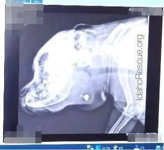Shorty case documentation, photo 4