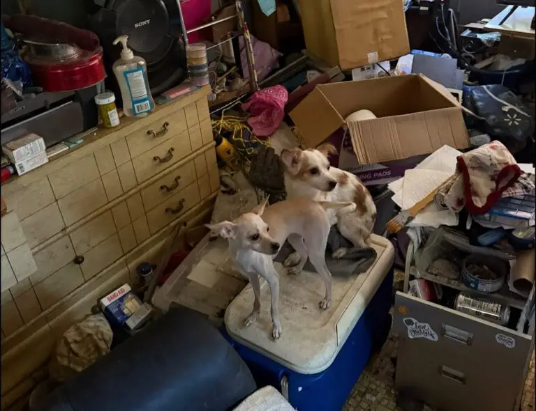 Small dogs among boxes and clutter inside a crowded room