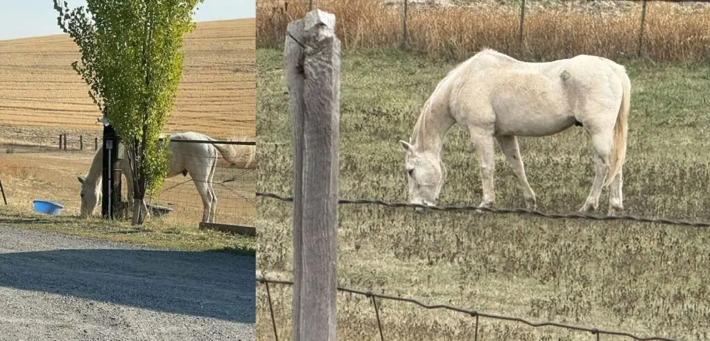 Popeye animal welfare case update