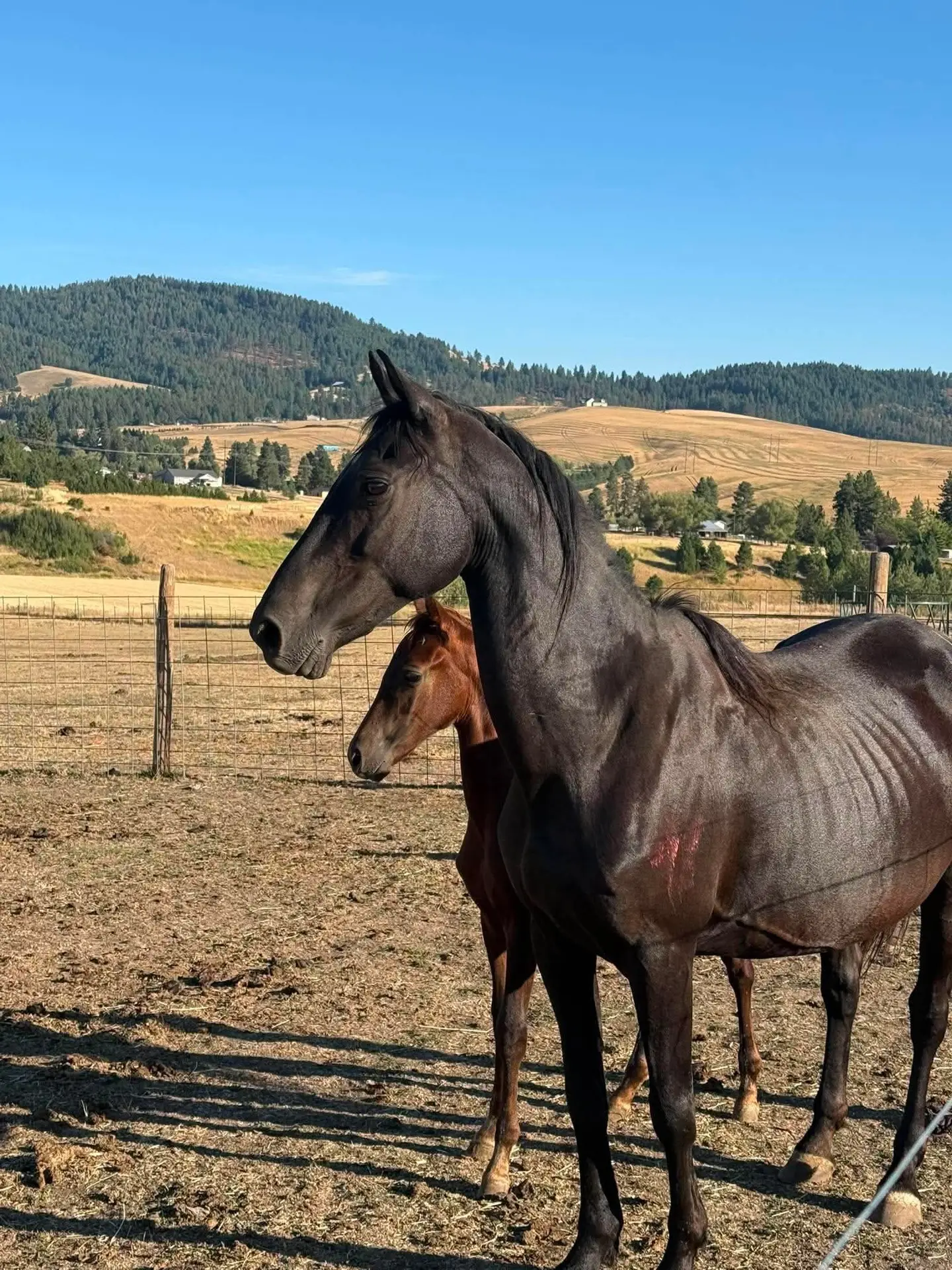 Rescue animal photo illustrating a sample horse profile layout