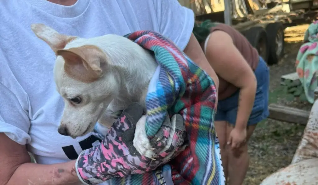 Idaho Animal Rescue Network volunteer holding a rescued dog wrapped in a blanket