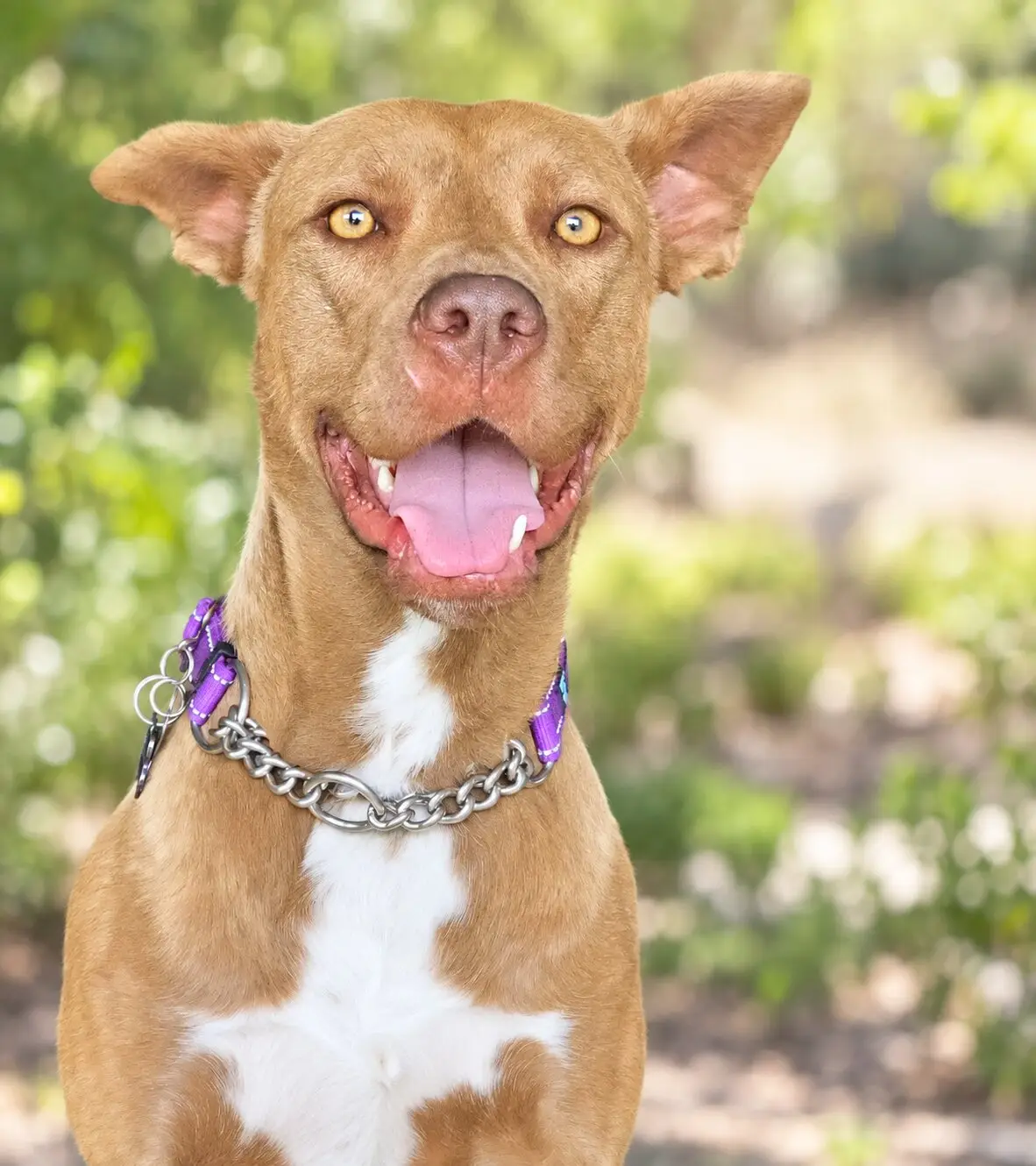 Hercules, a smiling tan rescue dog with perked ears against a soft green background
