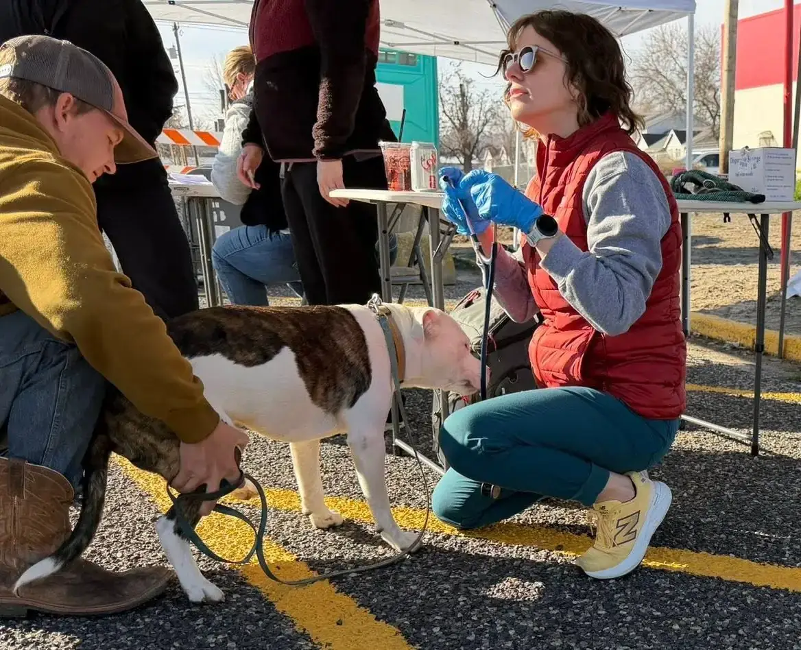 Veterinarian examining a dog during an IARN community care visit