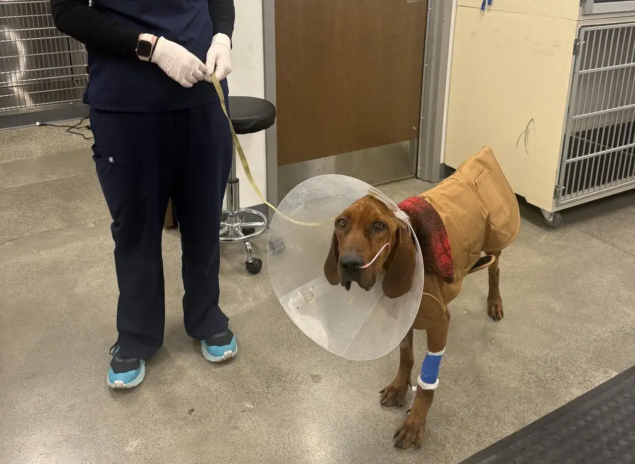 An IARN rescue hound receiving veterinary care, wearing a recovery cone and a leg bandage
