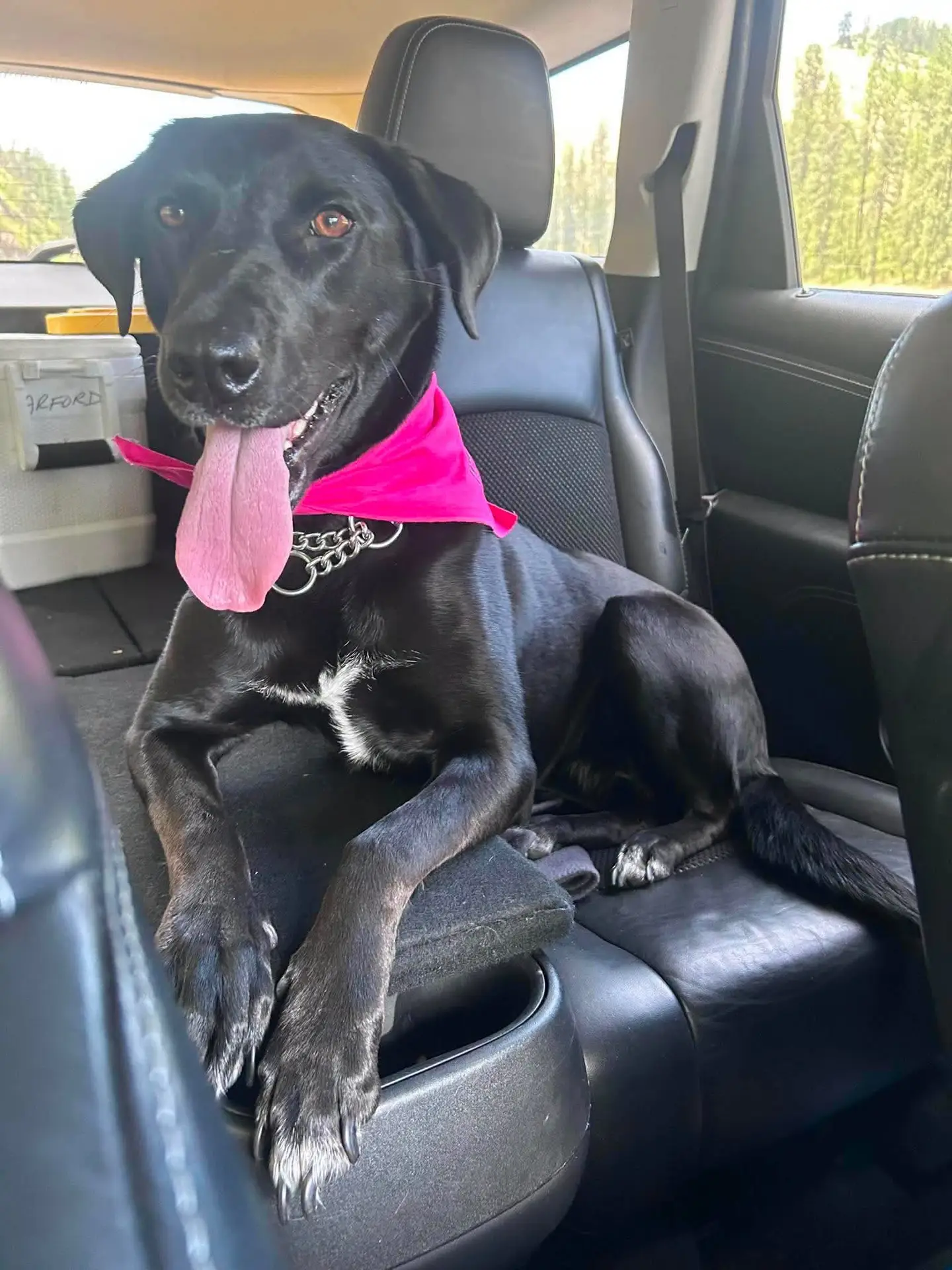 Maddy, a black Labrador mix in IARN’s care, sitting in a car