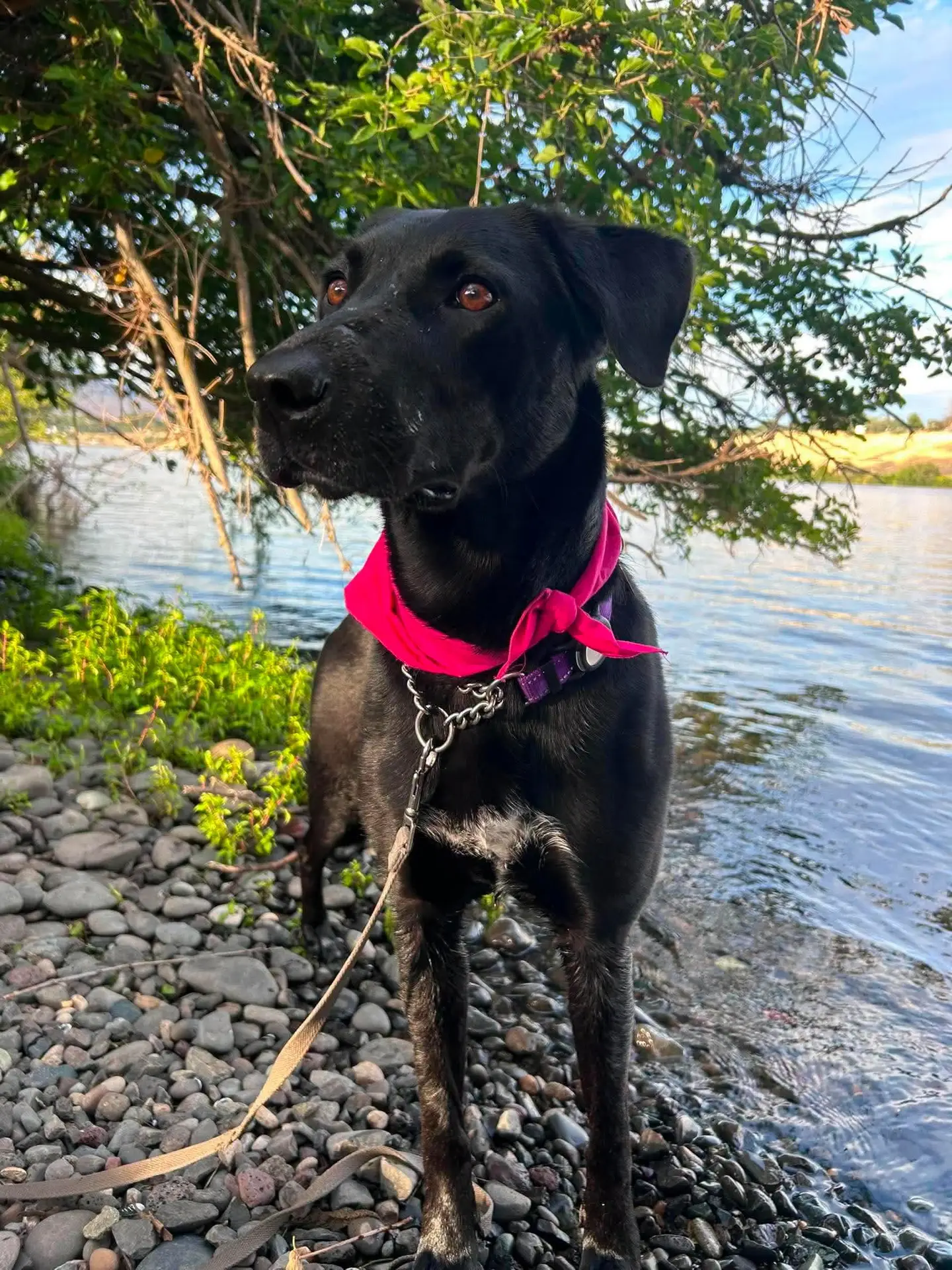 Maddy, a black rescue dog standing beside the water