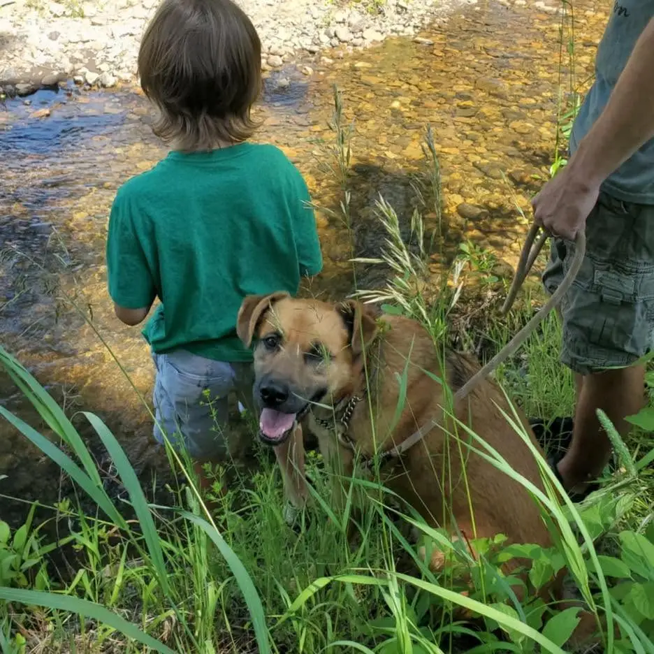 Rescue animal photo illustrating a sample dog profile layout