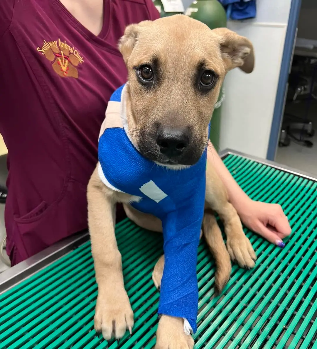 IARN rescue puppy with a bandaged leg receiving care at Southway Animal Clinic