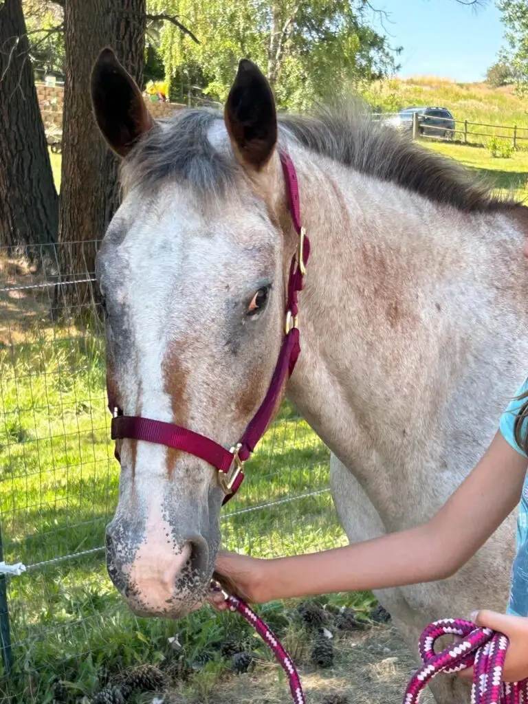 Violet, adopted from Idaho Animal Rescue Network