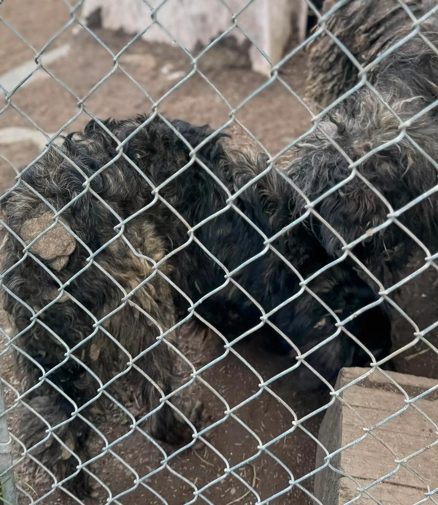 Dog seen behind fencing during the Benewah County rescue