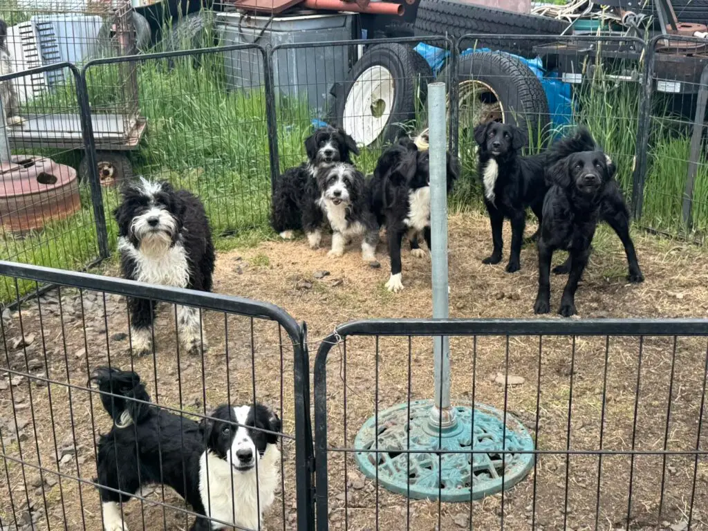 Dogs from the May 29 Fernwood rescue gathered in outdoor pens before transport and veterinary care.