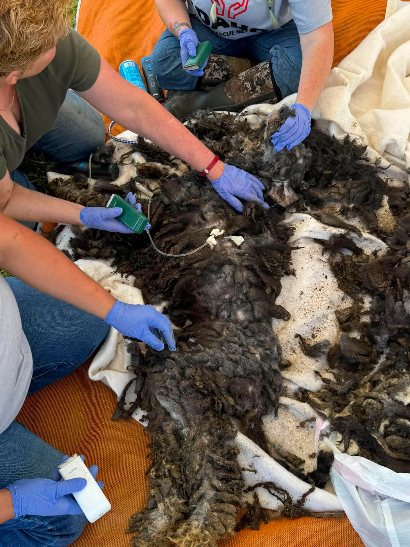 IARN volunteers using clippers to remove severe matting from a rescued dog