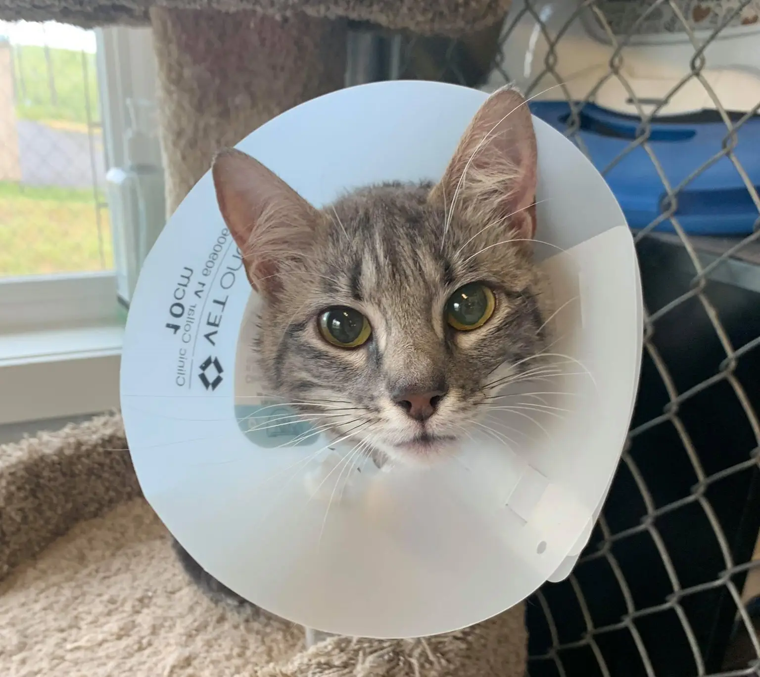Abbie, a gray tabby rescue cat with green eyes wearing a protective collar