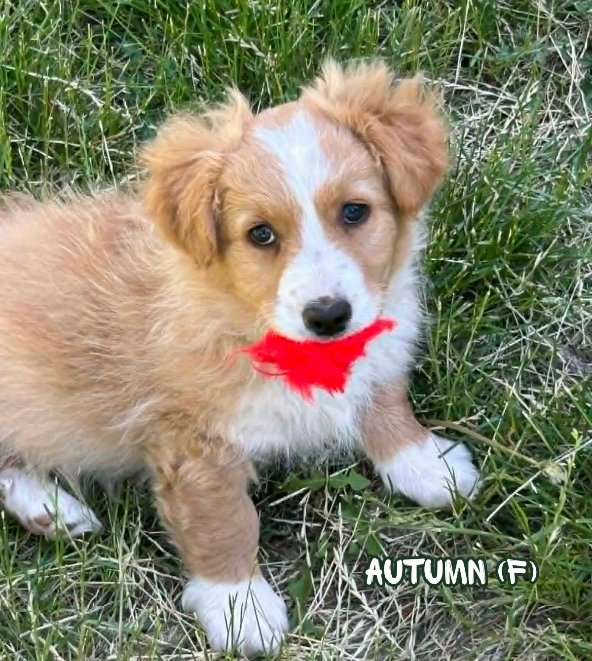 Autumn after the Fernwood rescue
