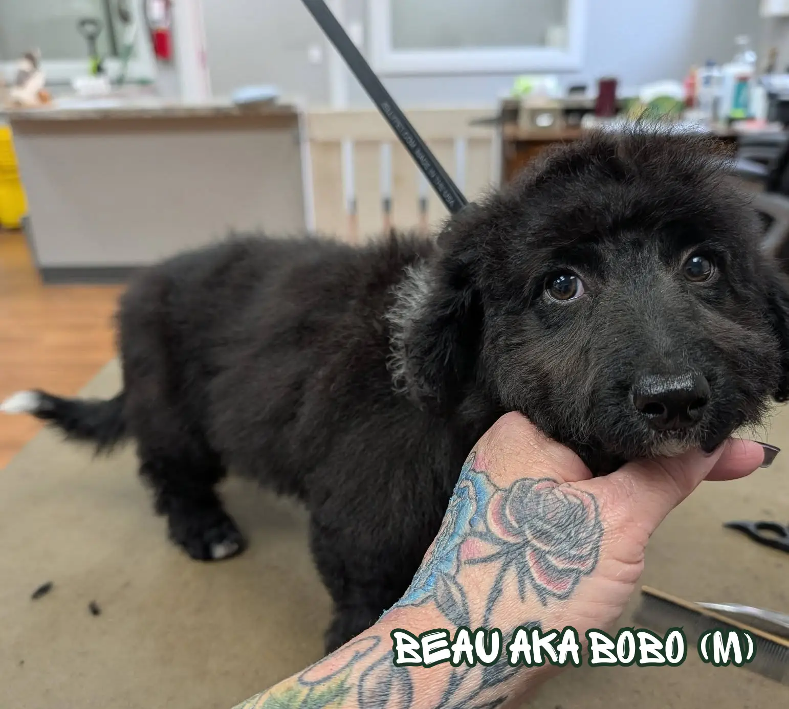 Bobo after the Fernwood rescue