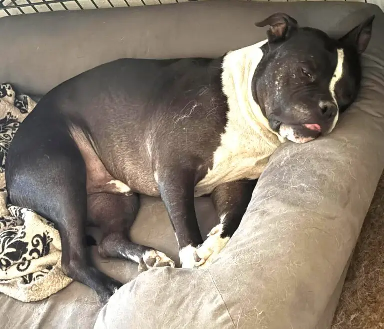 Cupid relaxing on a cushioned dog bed