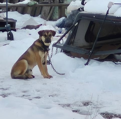 Fig before he came into Idaho Animal Rescue Network care