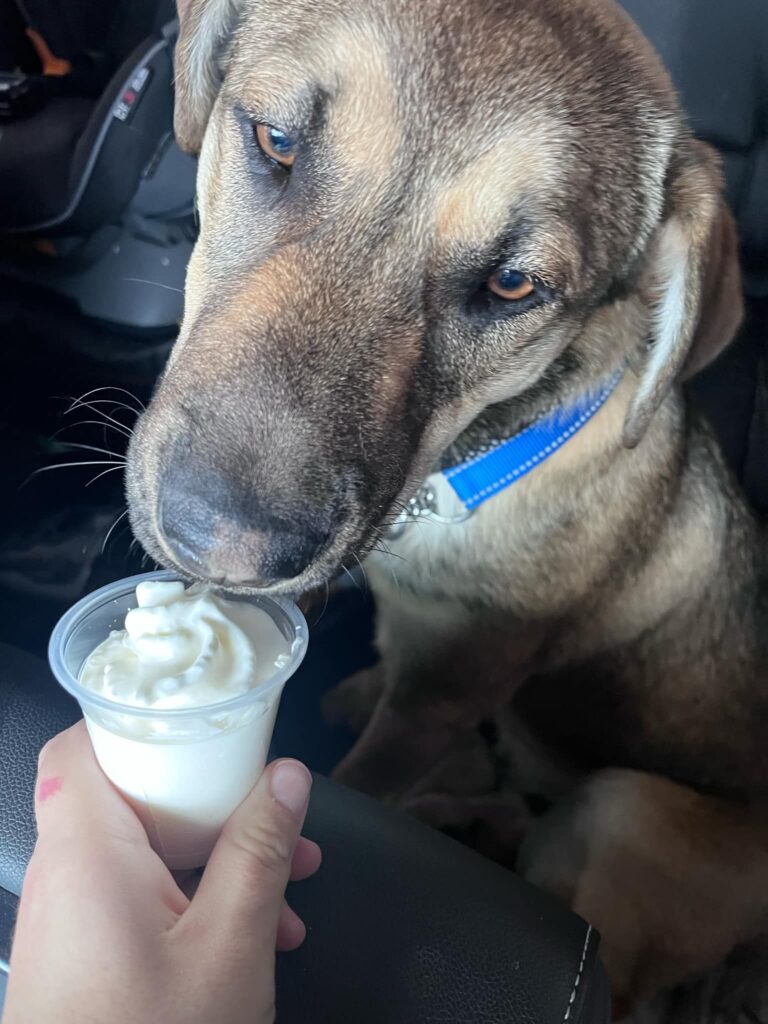 Fig enjoying a pup cup in a car