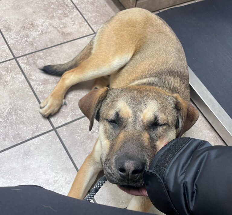 Fig relaxing with his chin resting in a person's hand