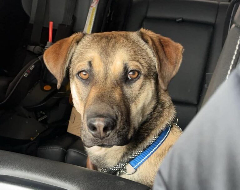 Fig sitting in a car and looking toward the camera