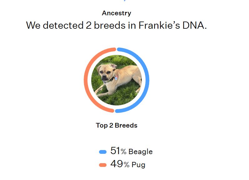 Frankie DNA results: 51% Beagle and 49% Pug