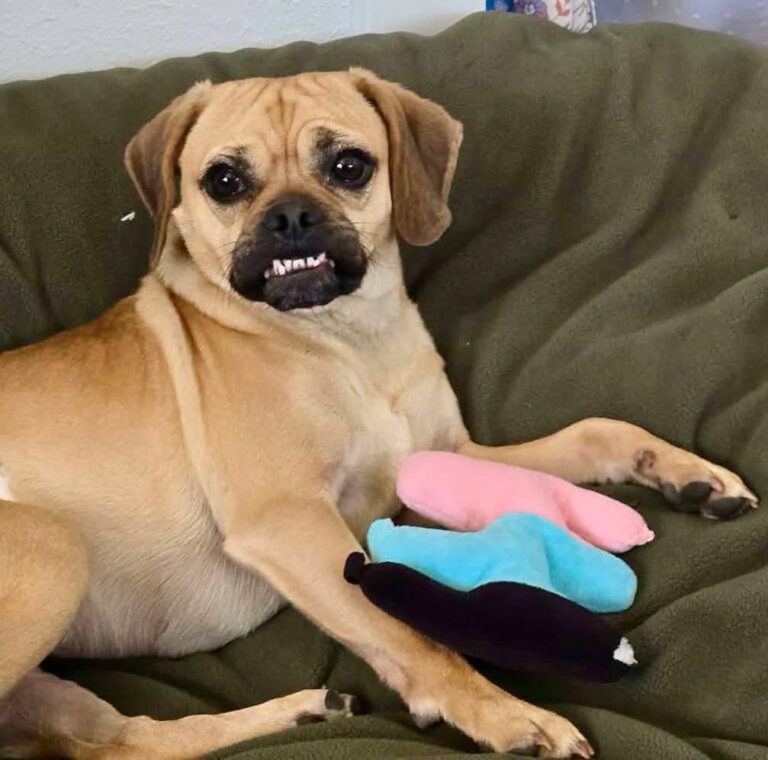 Frankie at Idaho Animal Rescue Network