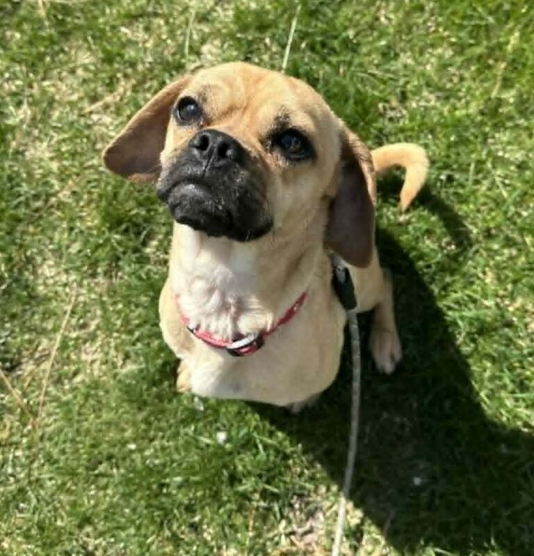 Frankie at Idaho Animal Rescue Network