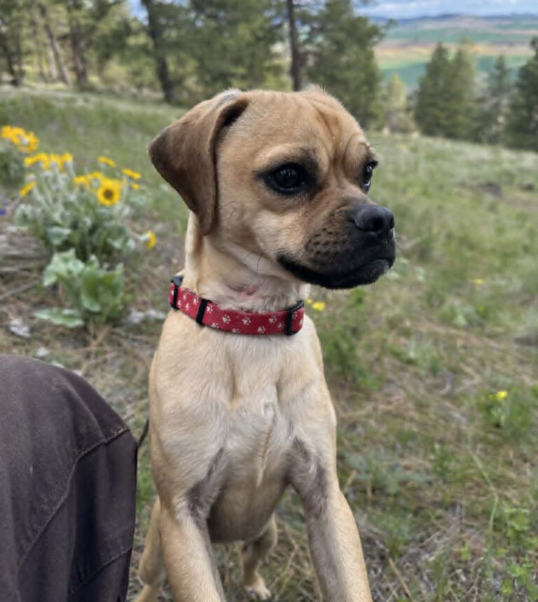 Frankie at Idaho Animal Rescue Network