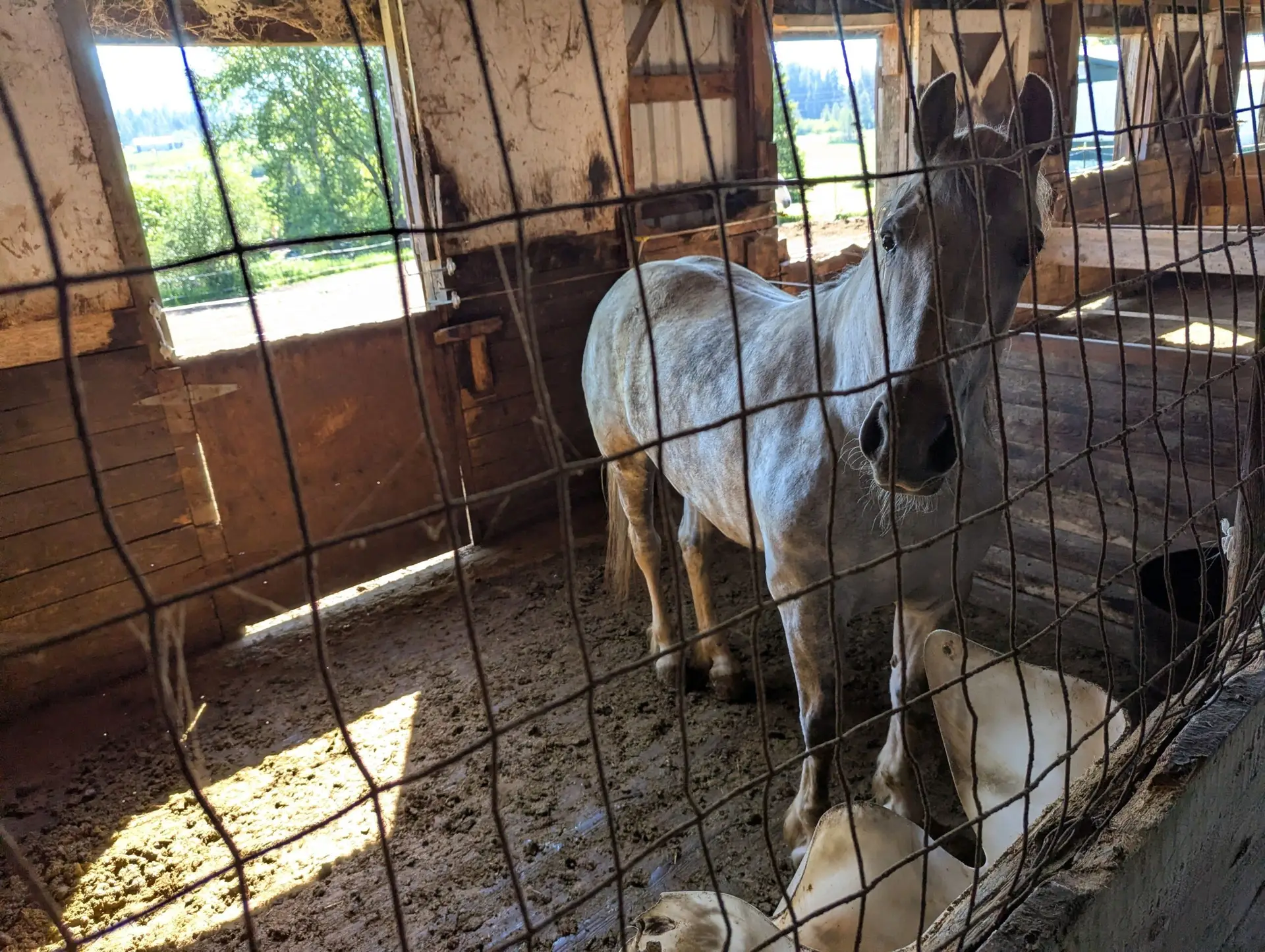 Horse involved in the May 29 Fernwood rescue
