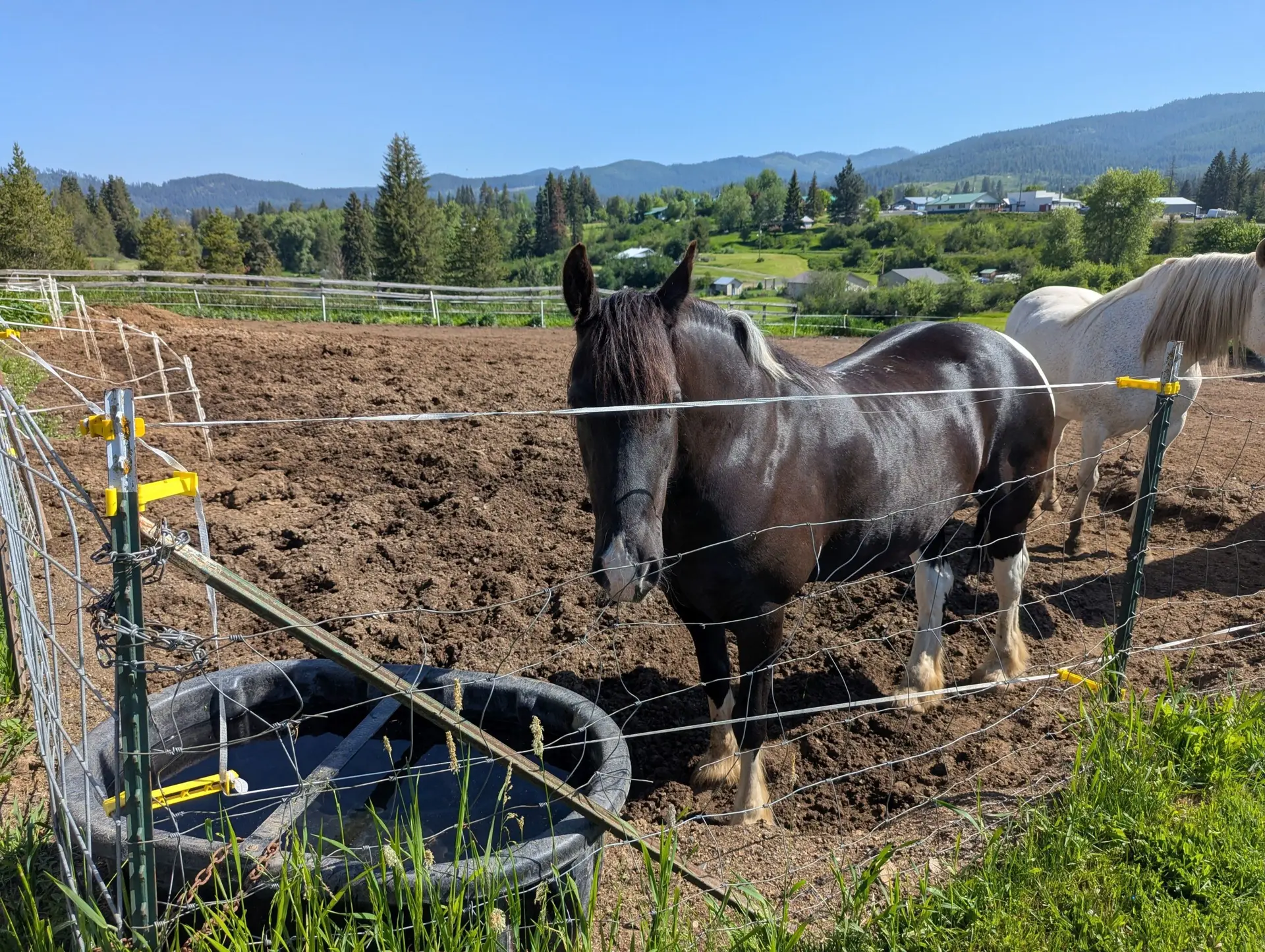 Horse at the Fernwood property on rescue day