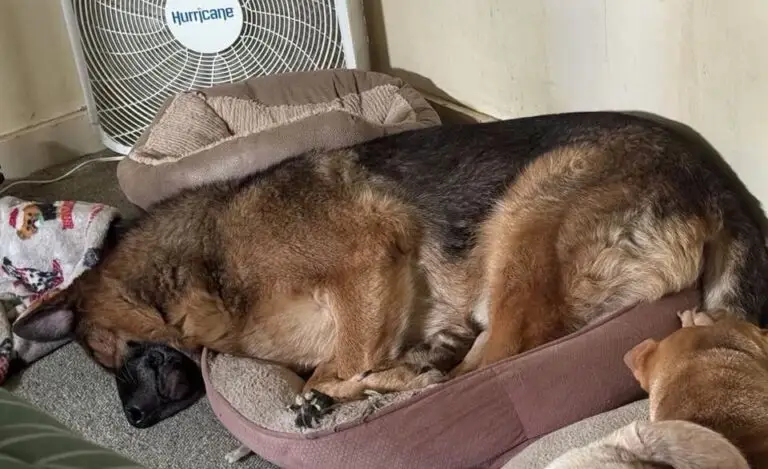 Kane sleeping comfortably on his bed