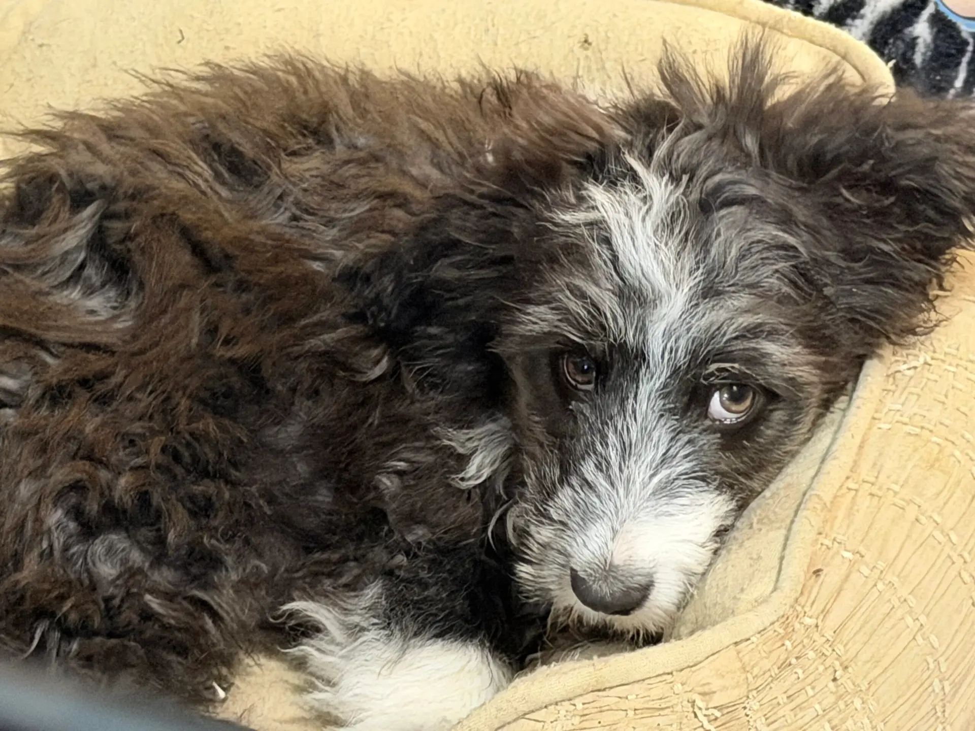 Pepe relaxing in his foster home