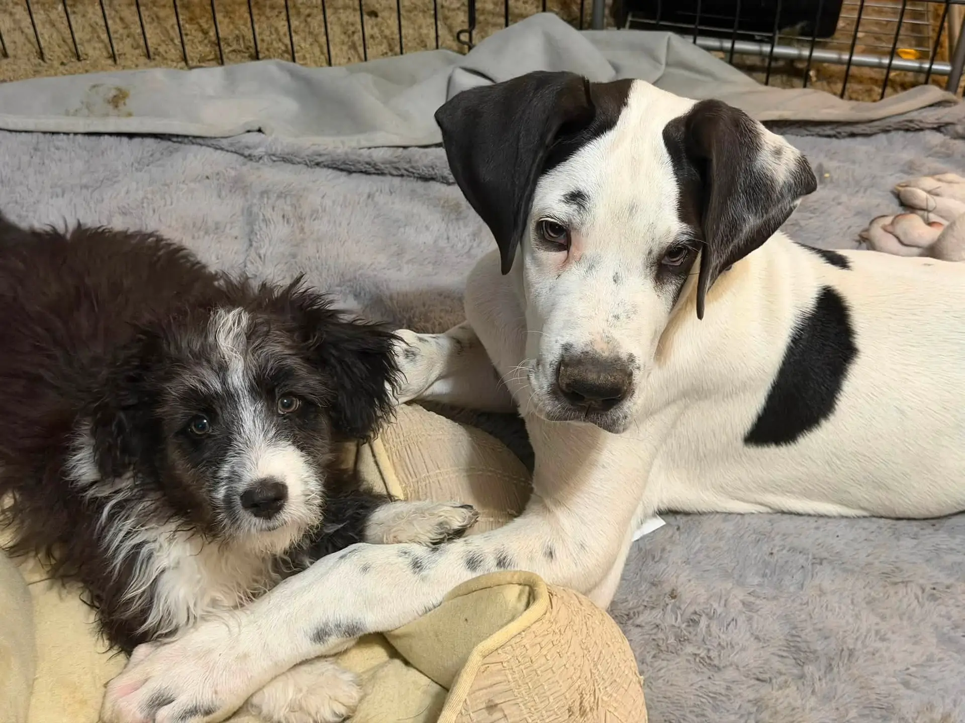 Pepe relaxing beside his new canine sister.