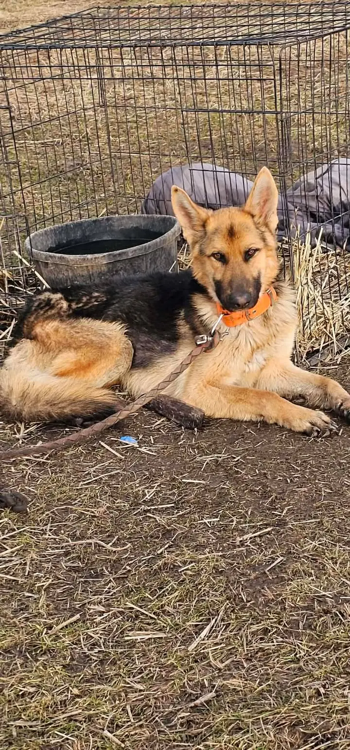 A dog from the Princeton animal cruelty case living on a chain.