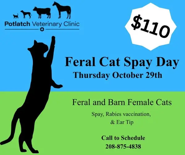 Feral Cat Spay Day at Potlatch Veterinary Clinic event flyer