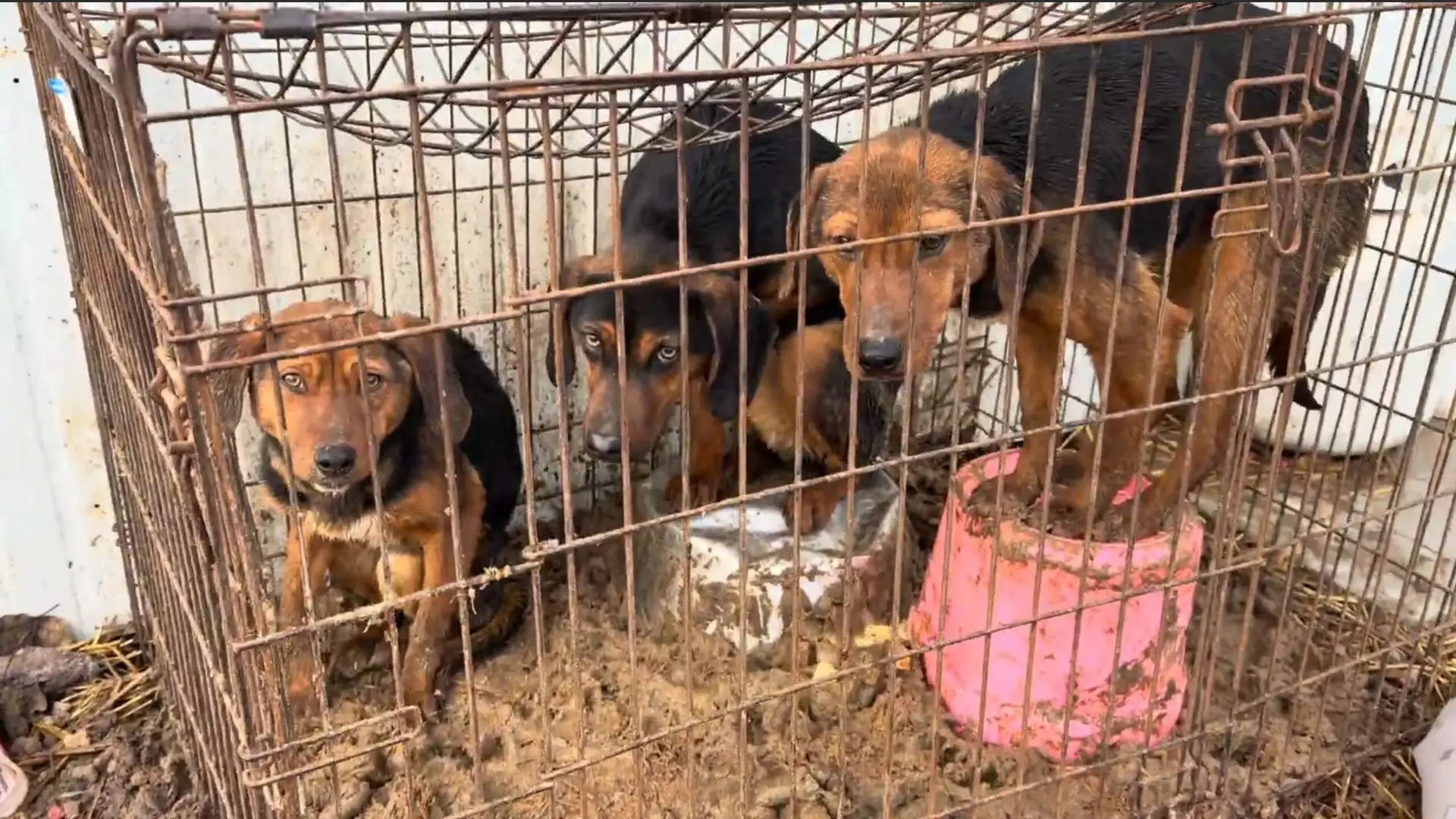 Hound puppies at the Princeton property during the January 2026 rescue.