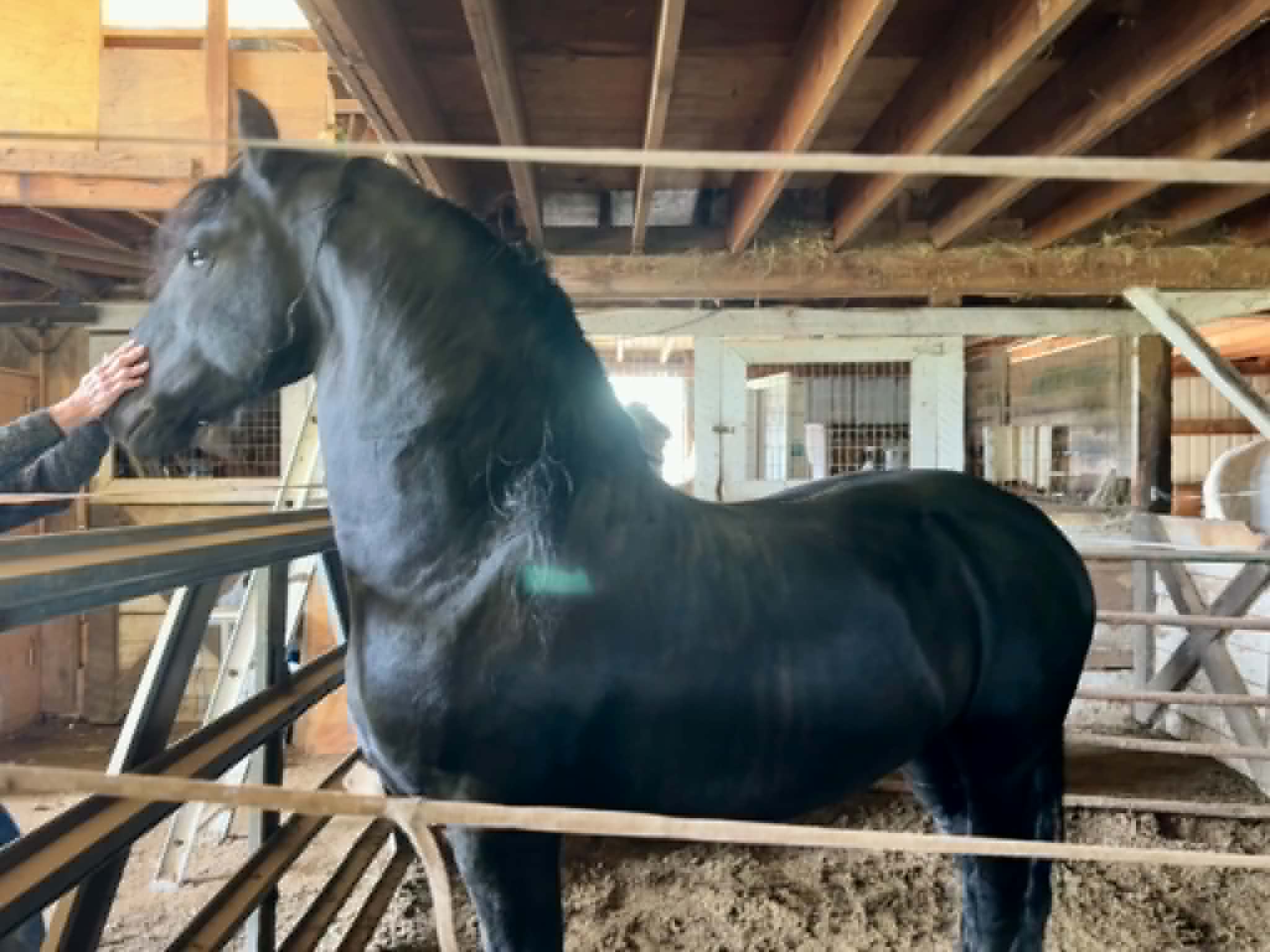Ragnar, one of the horses involved in the Fernwood rescue