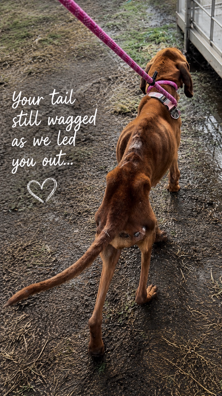 Roscoe walking away from the Princeton property on a leash after his rescue.