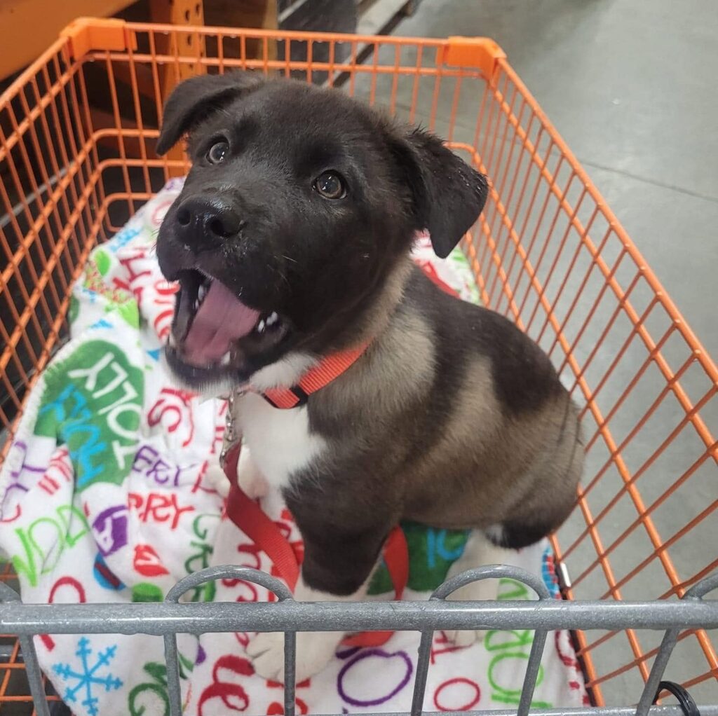 Steven as a puppy