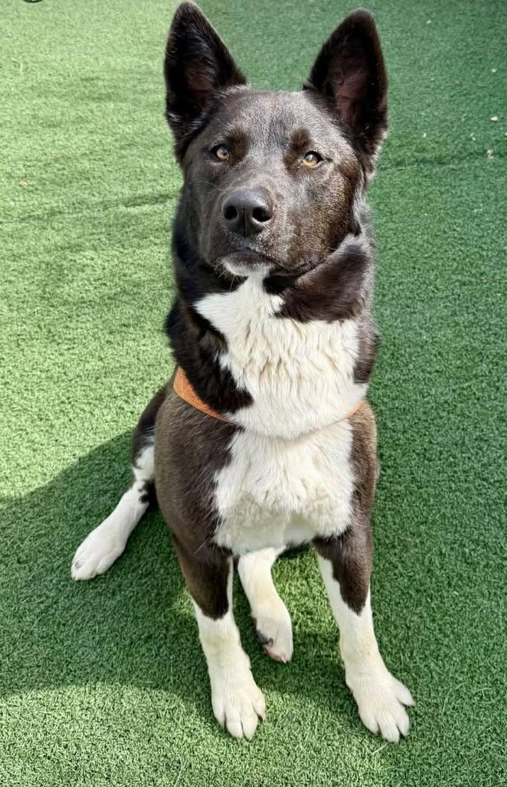 Steven, a dark Husky mix with upright ears and a white chest, sitting on green turf