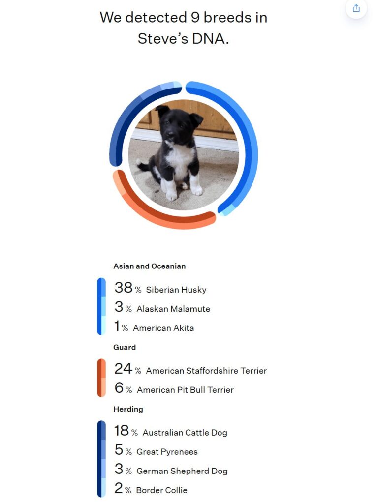 Steven’s DNA breed results