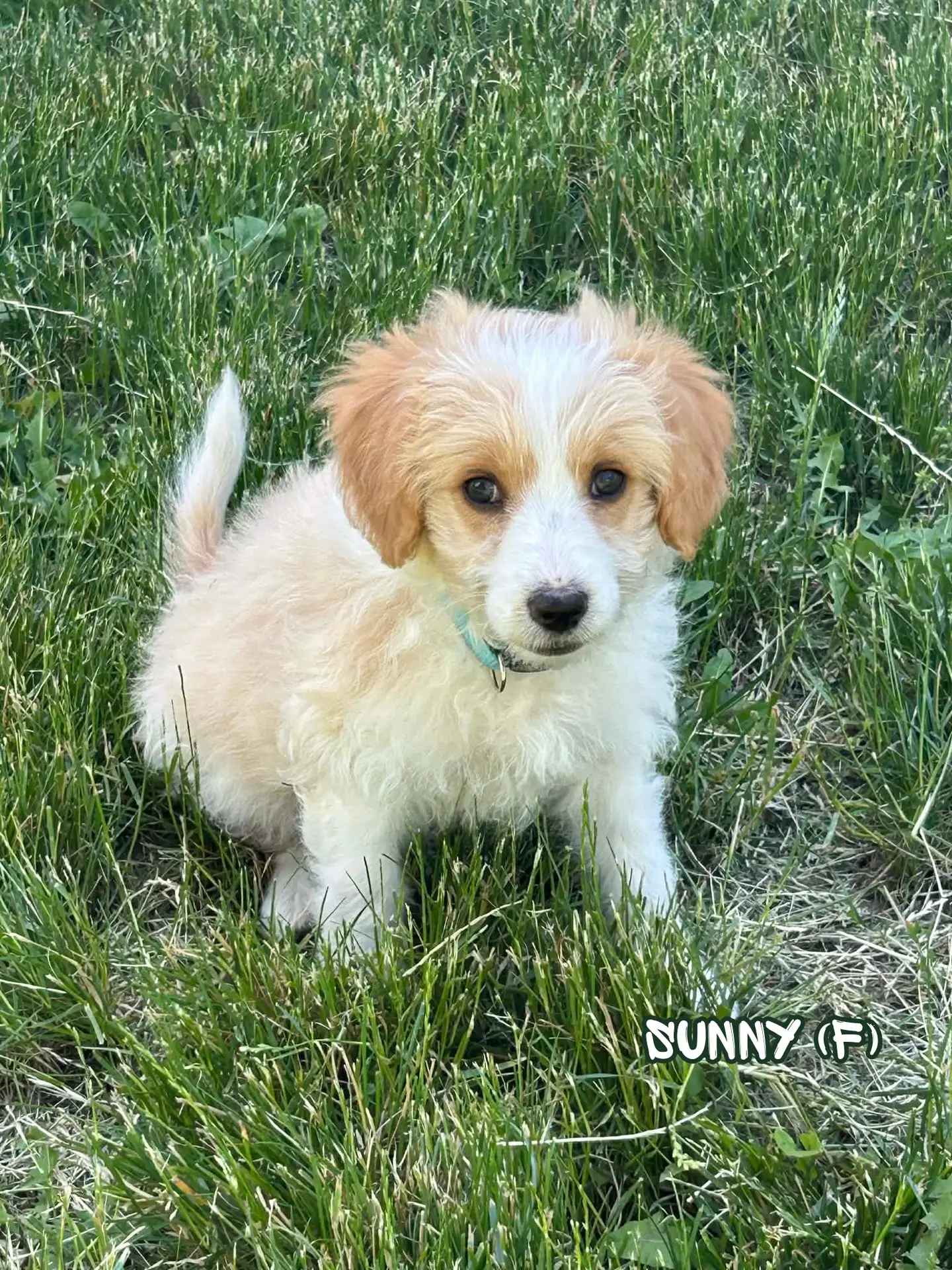 Sunny after the Fernwood rescue