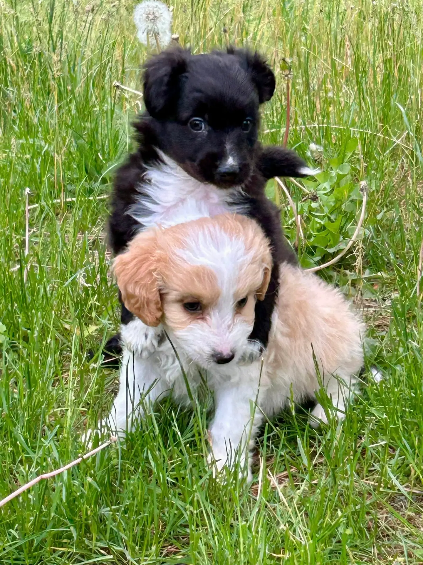 Rescued puppies from the Fernwood case.